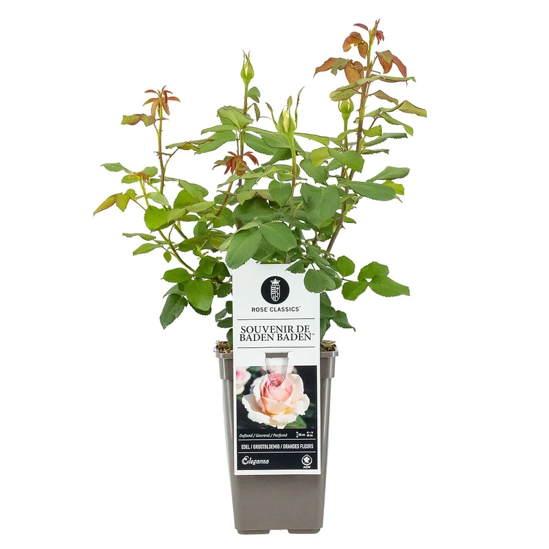 Nostalgisches Rosen- & Blut-Storchenschnabelbeet, 7 Pflanzen