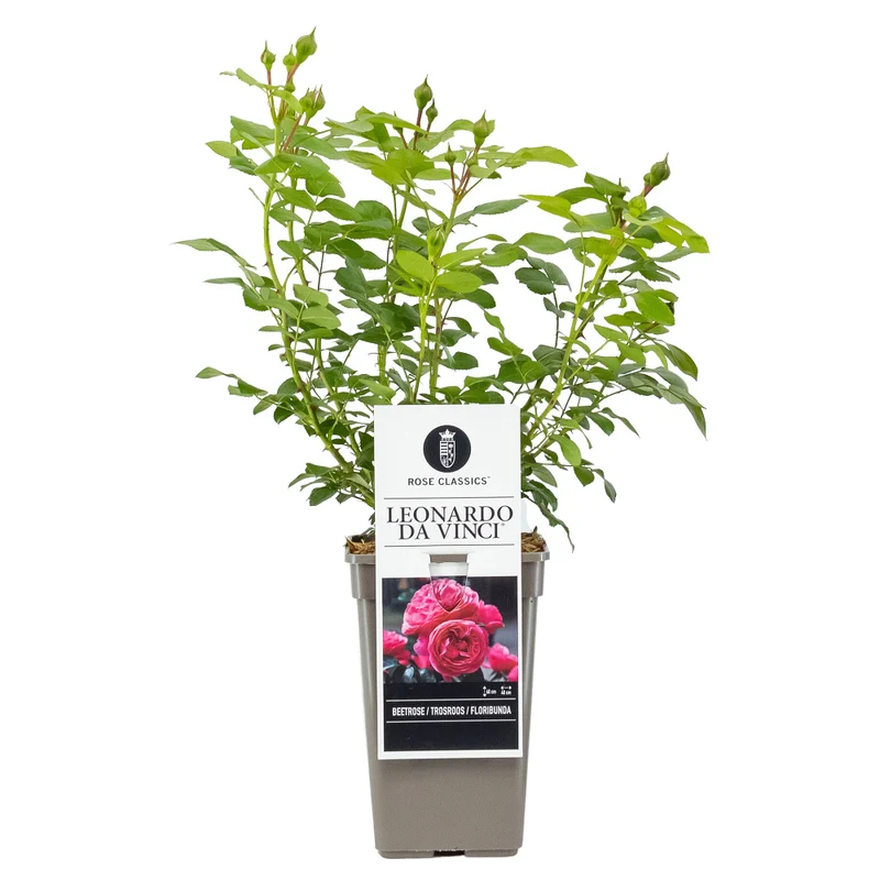 Nostalgisches Rosen- & Blut-Storchenschnabelbeet, 7 Pflanzen