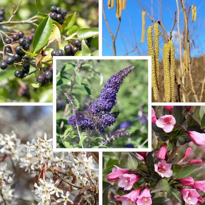 Nährgehölzhecke für Insekten "Futtermagnet", 5 Pflanzen