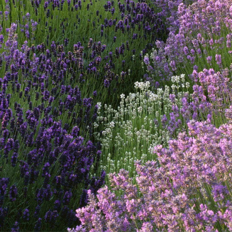 Lavendel-Kollektion