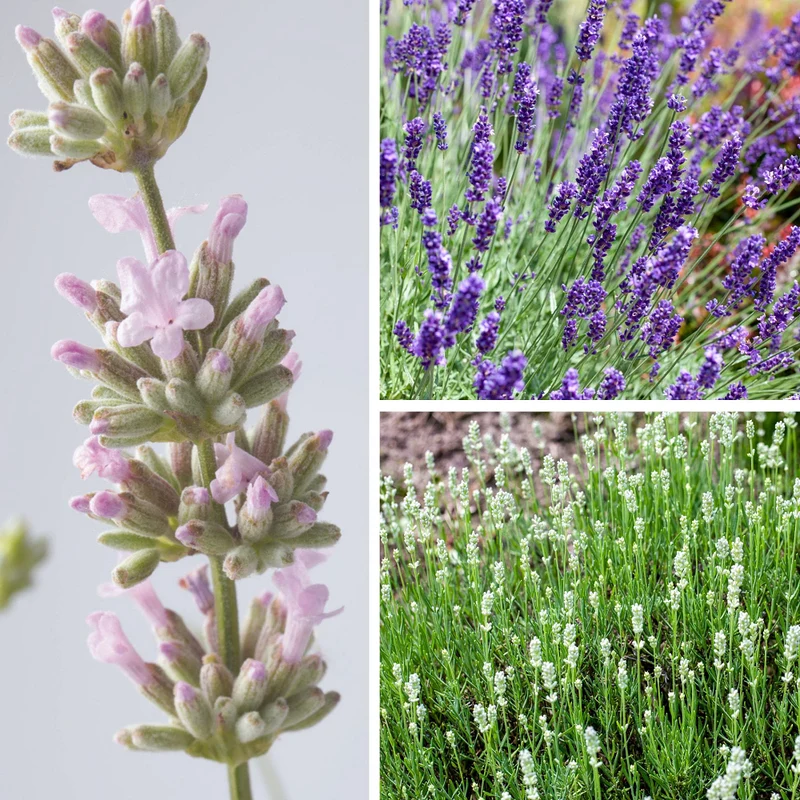 Lavendel-Kollektion