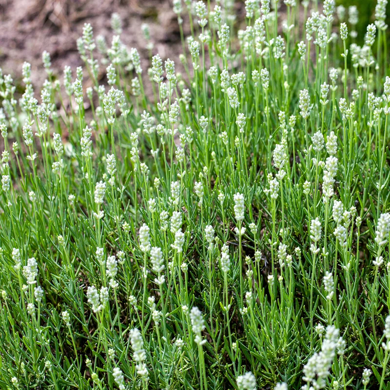 Lavendel-Kollektion