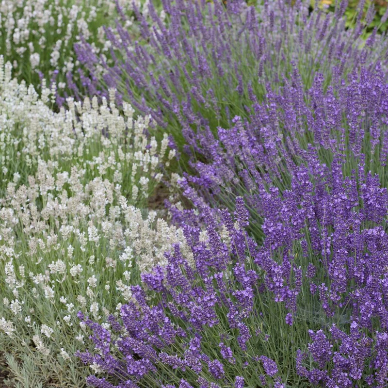 Lavendelgarten Blau & Weiß