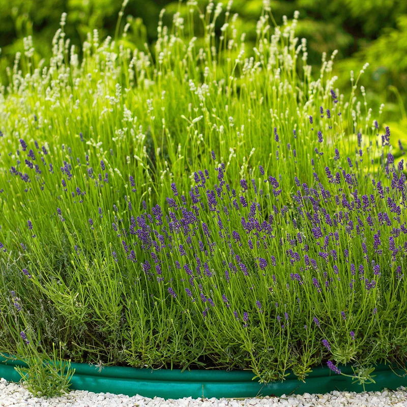Lavendelgarten Blau & Weiß