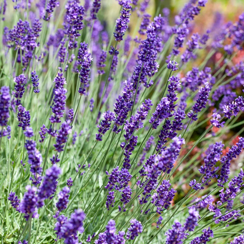 Lavendelgarten Blau & Weiß
