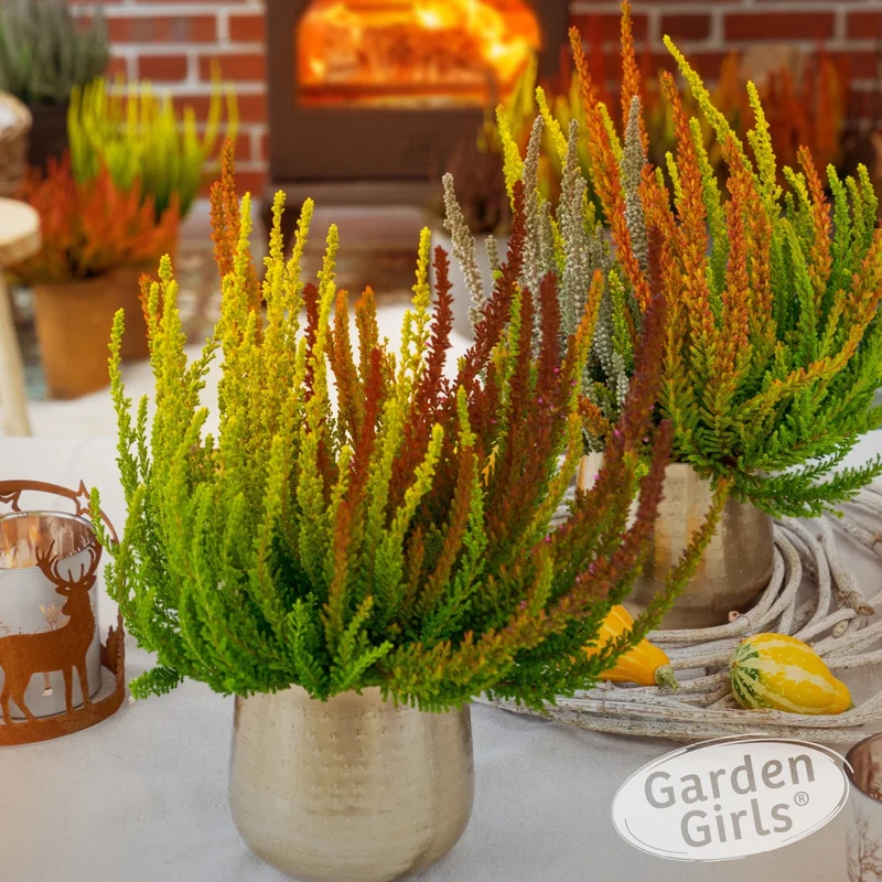 Besenheide 'Sunset Fire Gardengirls®'