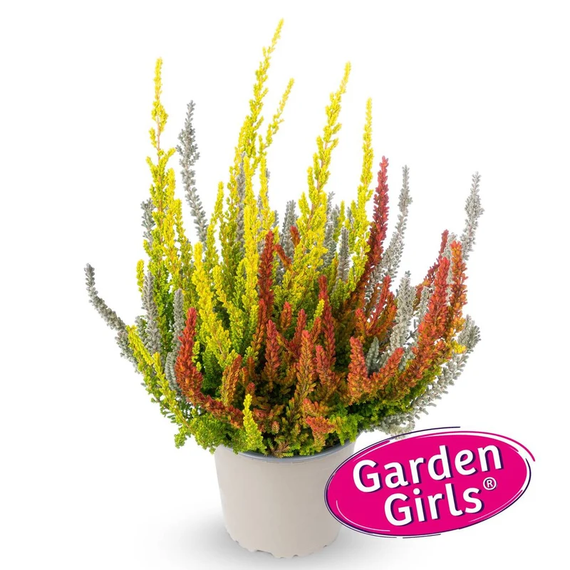 Besenheide 'Sunset Fire Gardengirls®'