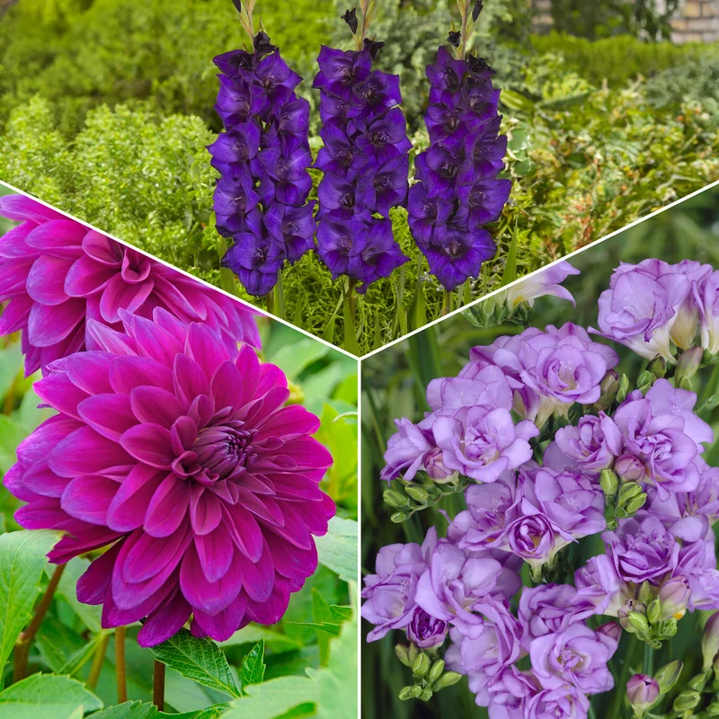 Blumenzwiebel Mischung 'The Purple Bag' (x20)