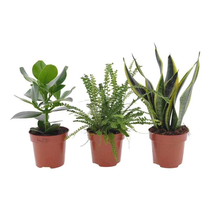 Zimmerpflanzen-Set für kleine Räume (x3)