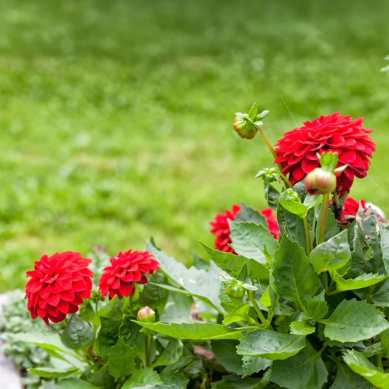 Rote Dahlie