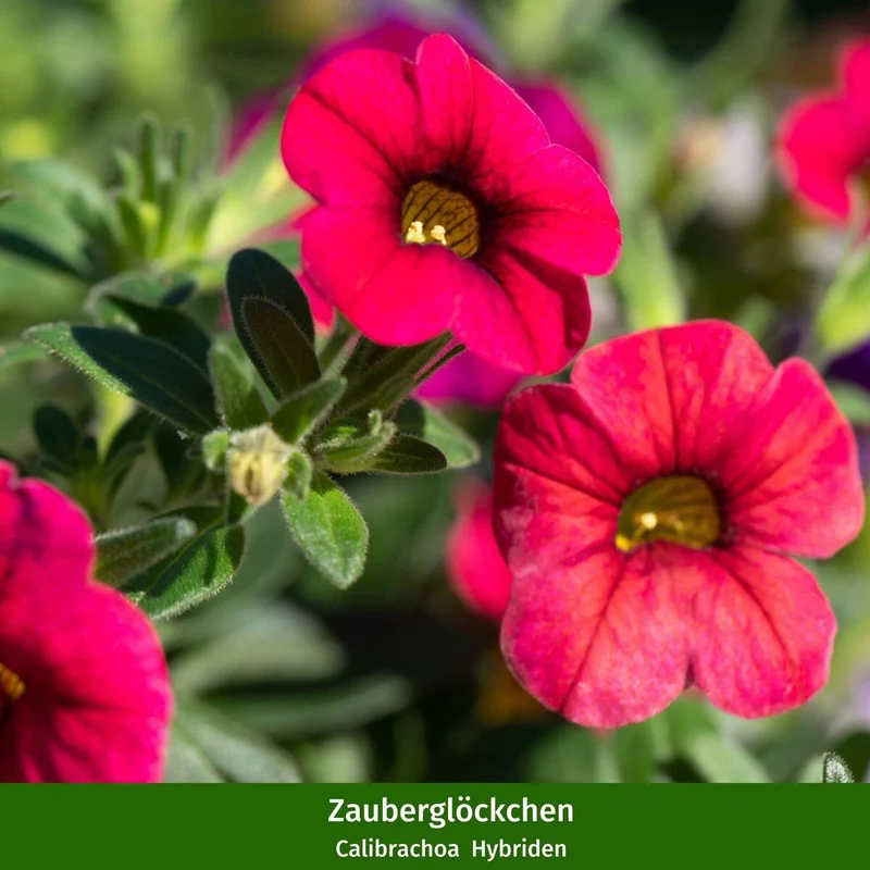 Balkonblumen "Farbenfrohes Blütenmeer"