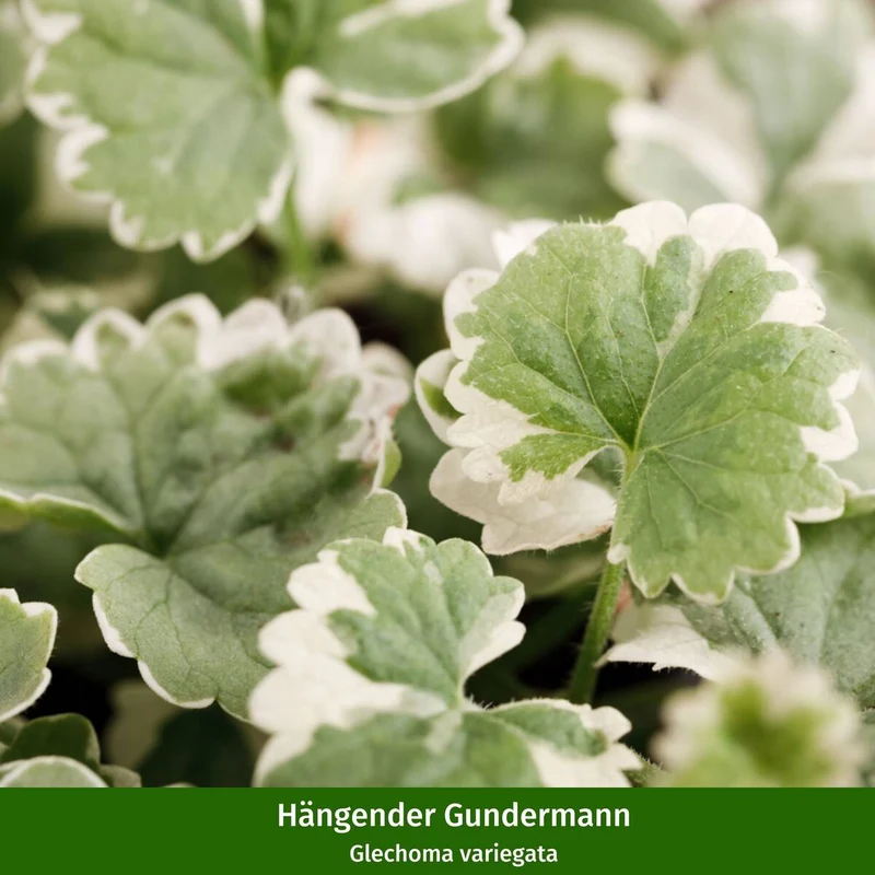 Balkonblumen "Farbenfrohes Blütenmeer"