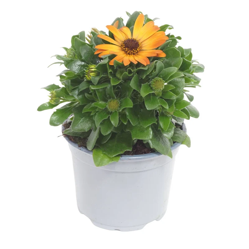 Balkonblumen "Farbenfrohes Blütenmeer"