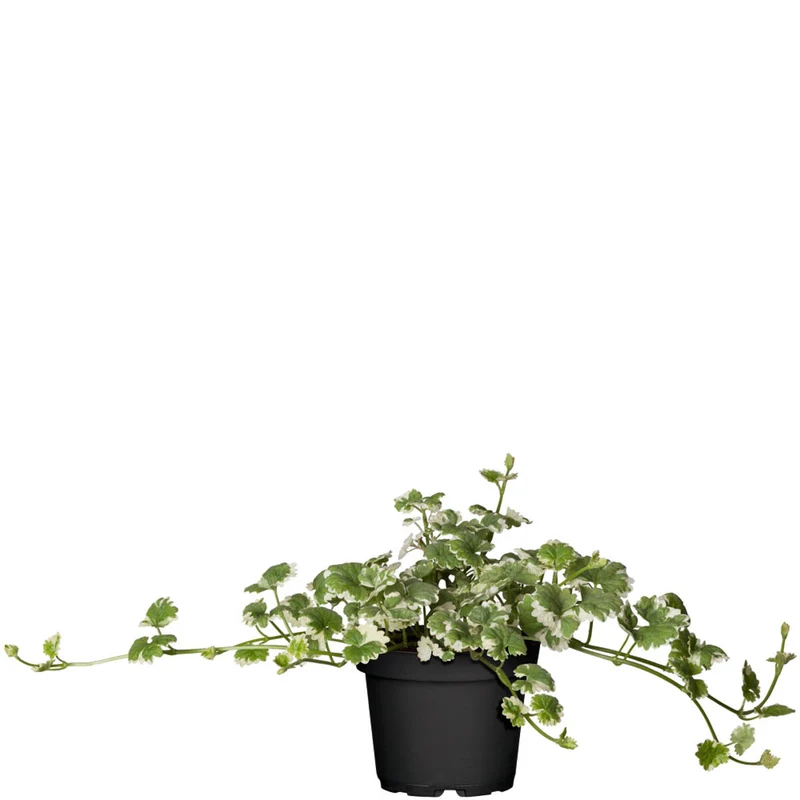 Balkonblumen "Farbenfrohes Blütenmeer"