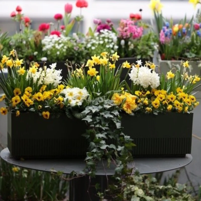 Balkonblumen "Charmanter Frühlingsgarten"