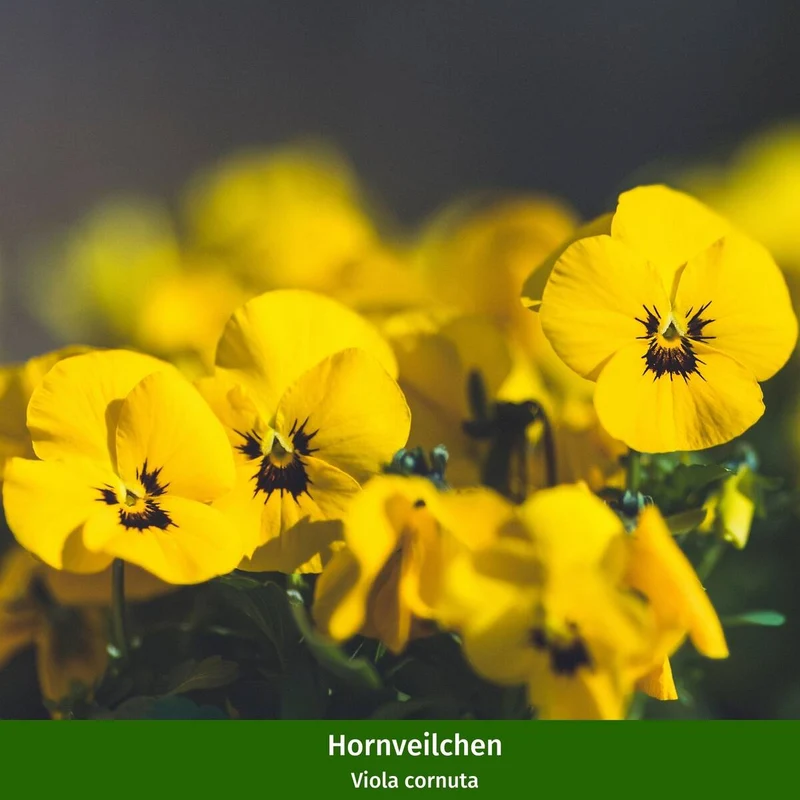 Balkonblumen "Charmanter Frühlingsgarten"