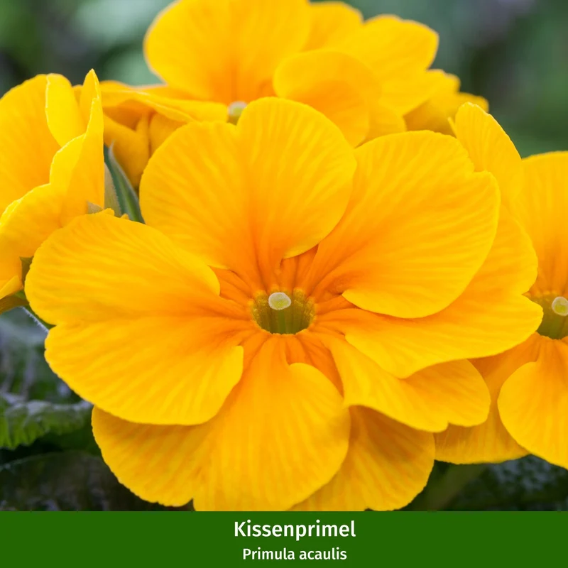 Balkonblumen "Charmanter Frühlingsgarten"