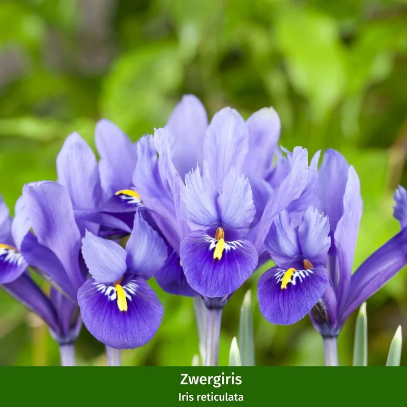 Balkonblumen "Bunter Frühlingsgarten"