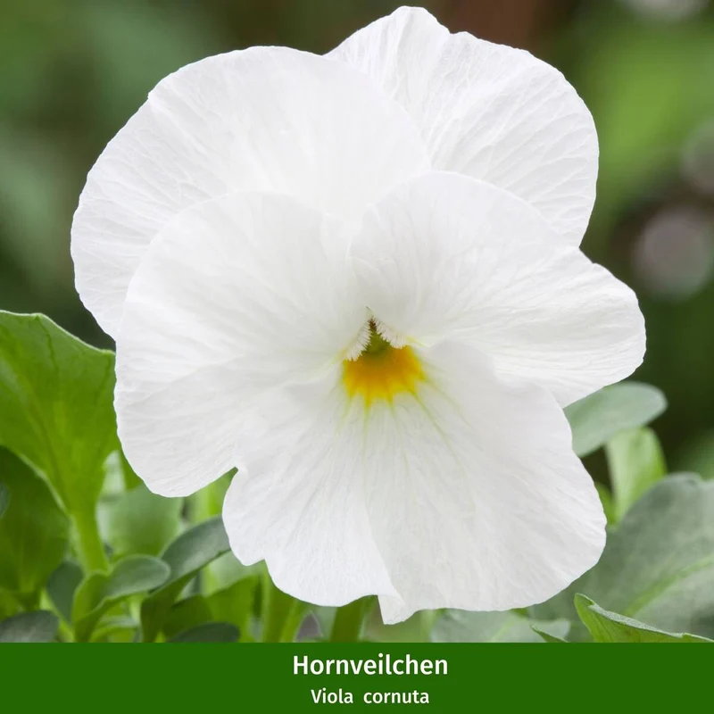 Balkonblumen "Charmante Frühlingsblumen"
