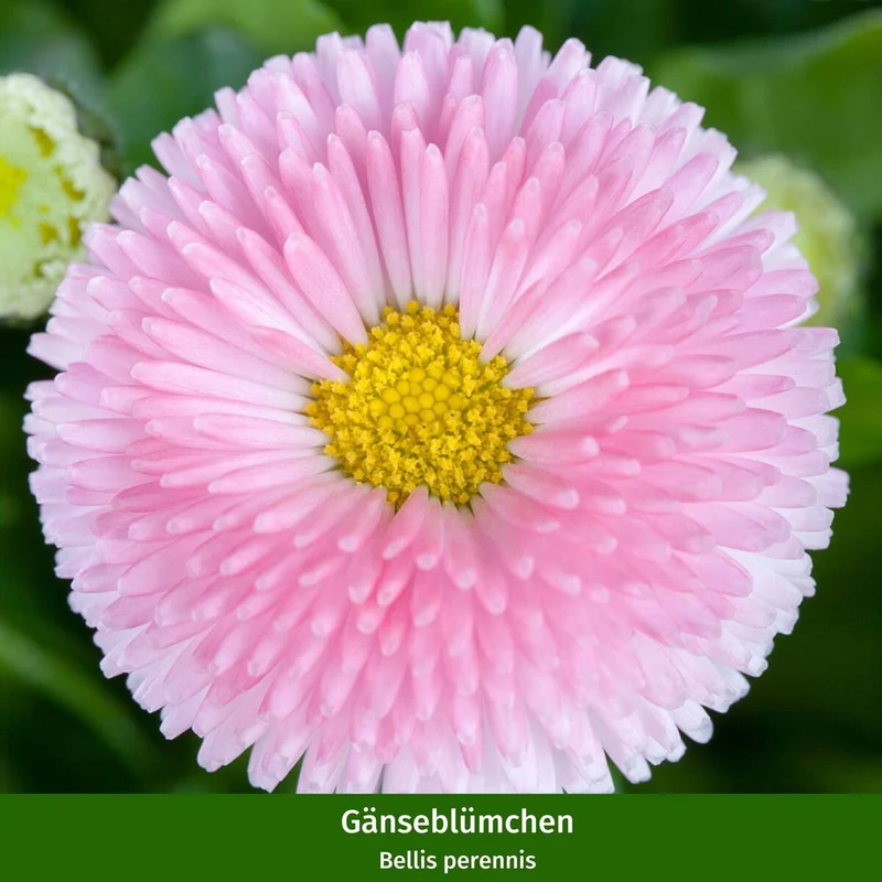 Balkonblumen "Frühlingsbeet mit Gänseblümchen"