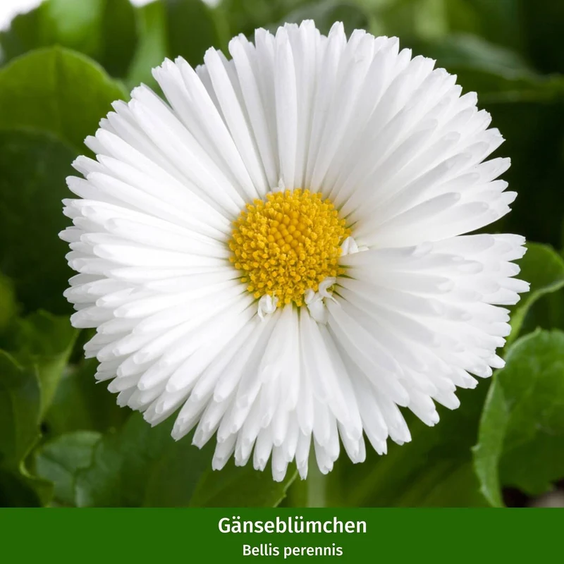 Balkonblumen "Frühlingsbeet mit Gänseblümchen"