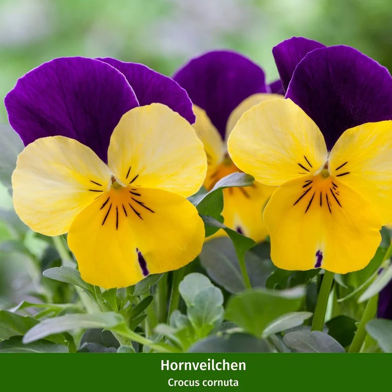 Balkonblumen "Bunte Frühlingsidylle"