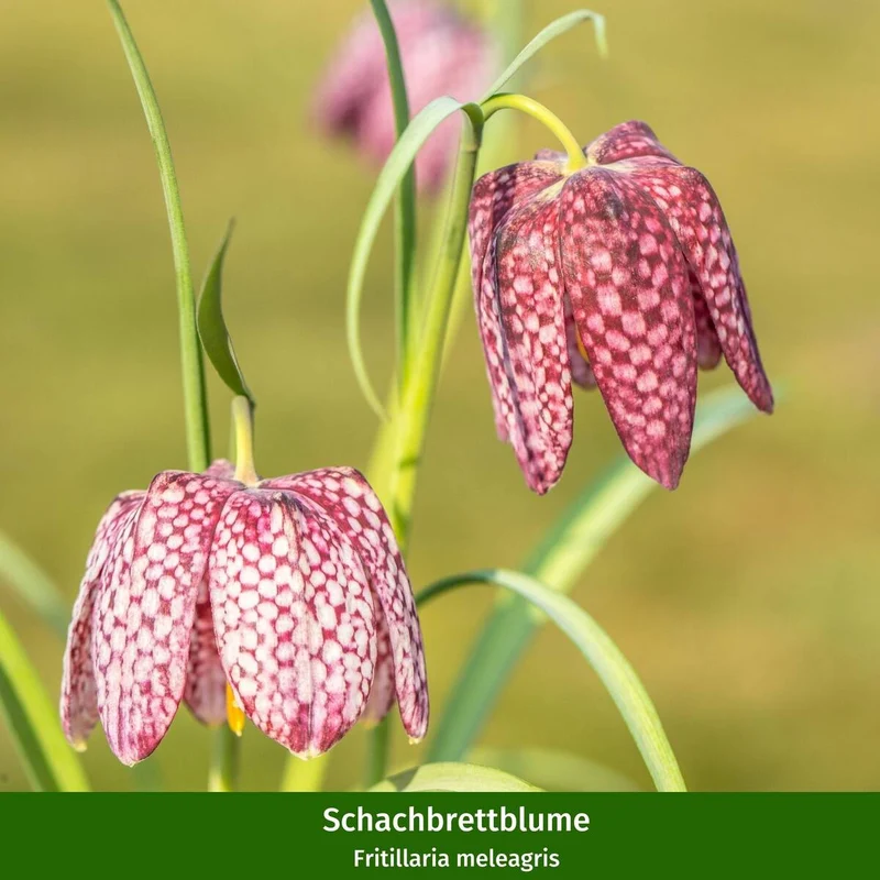 Balkonblumen "Blütenvielfalt im Frühling"