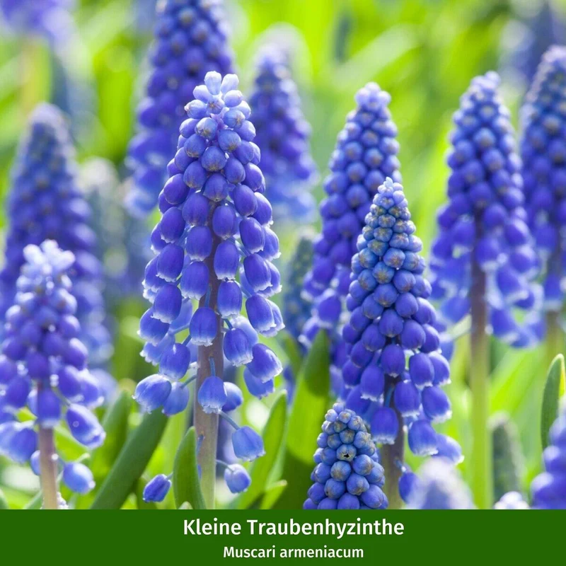 Balkonblumen "Blütenvielfalt im Frühling"