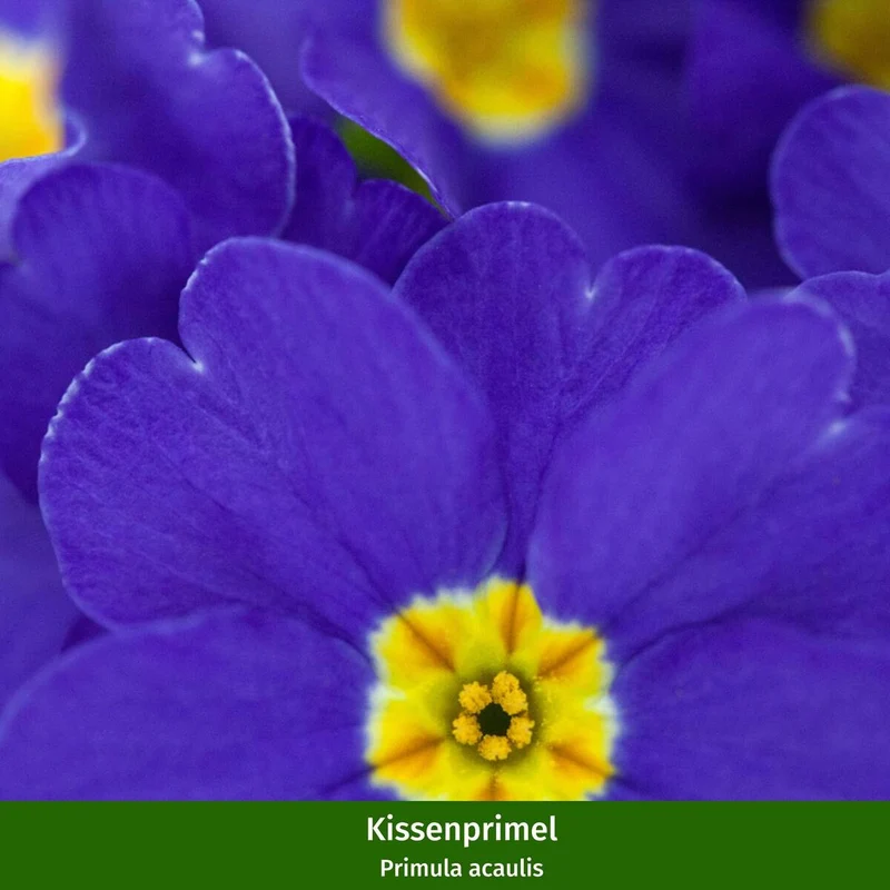 Balkonblumen "Harmonische Blütenfülle"