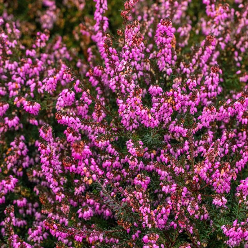 Winterheide