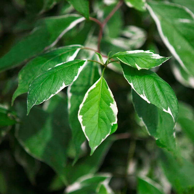 Weißbunter Hartriegel 'Elgantissima'