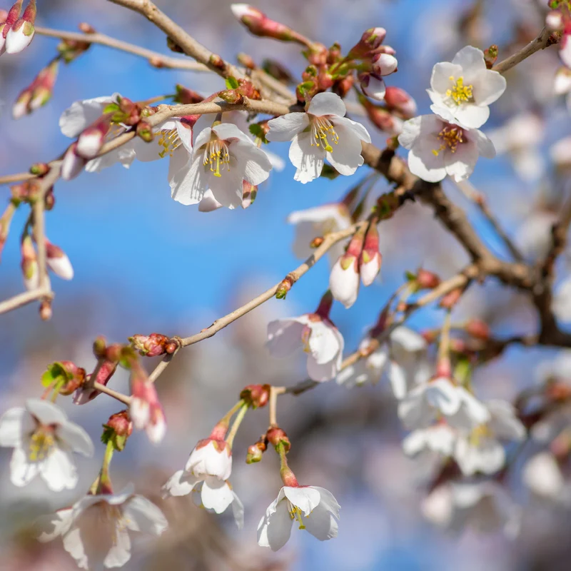 Japanische Zierkirsche ‘Kojo-no-mai’