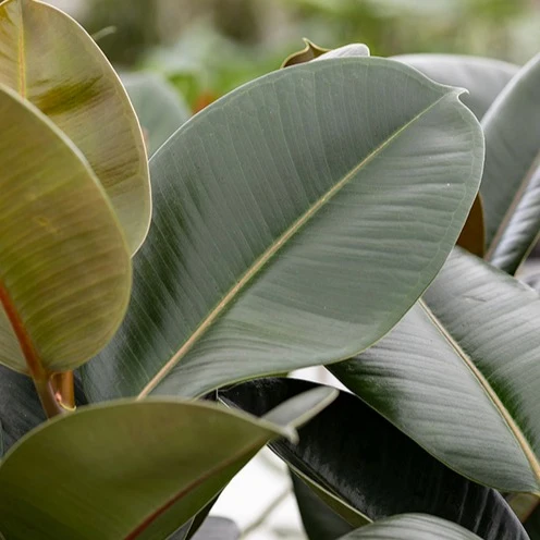 Gummibaum Robusta