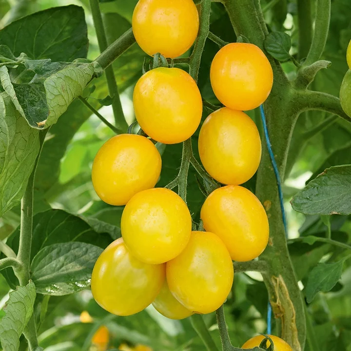 Cocktailtomate 'Gusta Mini Yellow F1' (x3)