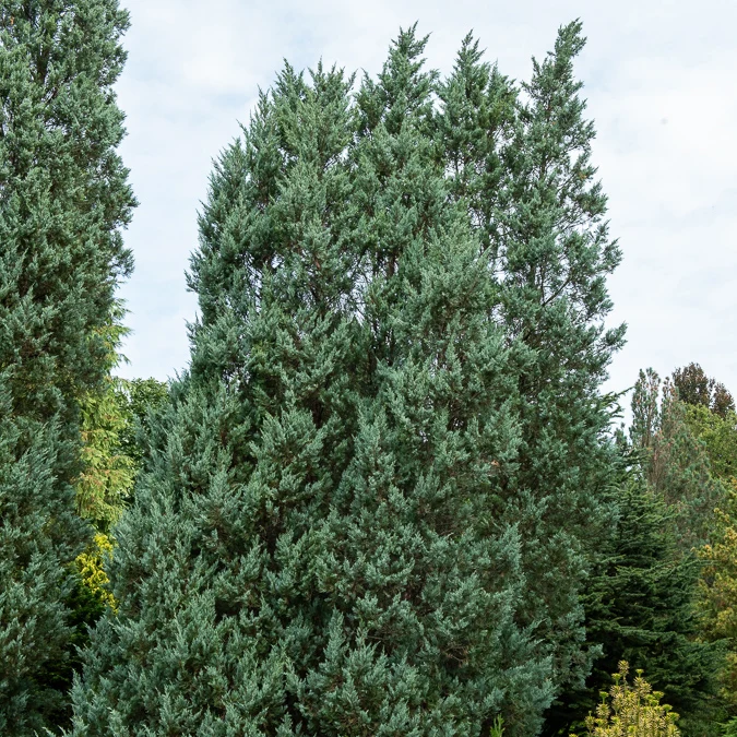 Felsen-Wacholder ‘Moonglow’