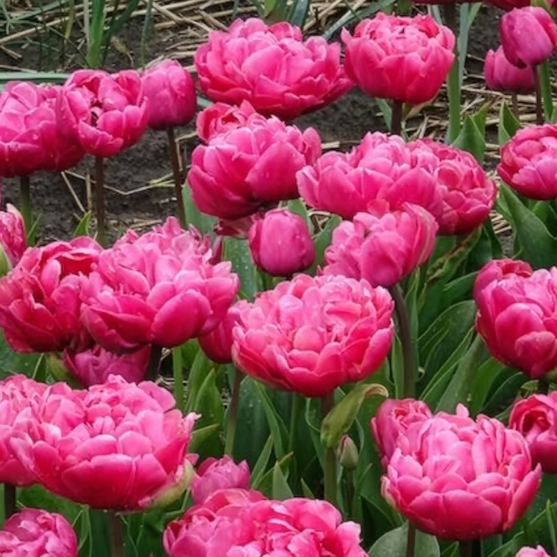 Doppelte Tulpen Amazing Grace