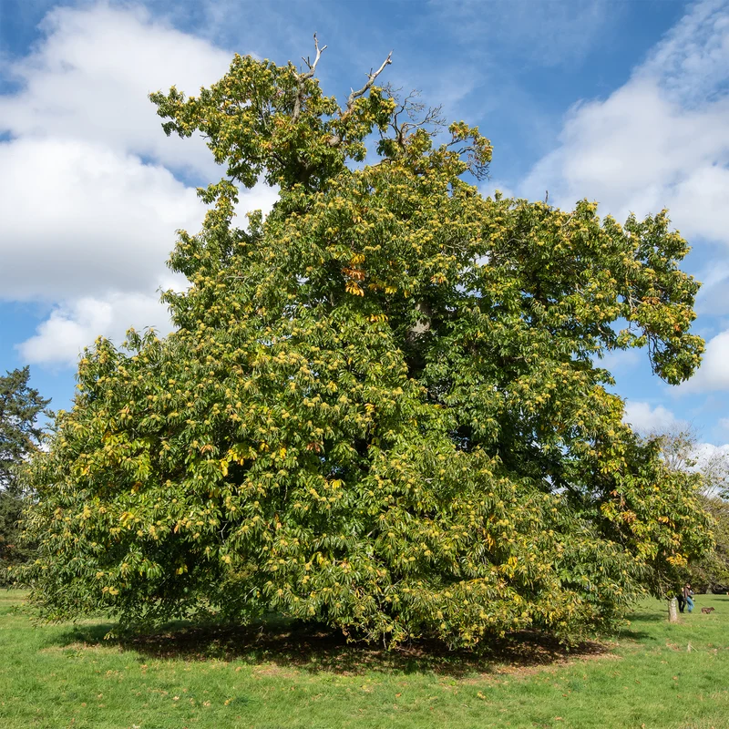 Kastanienbaum Marsol