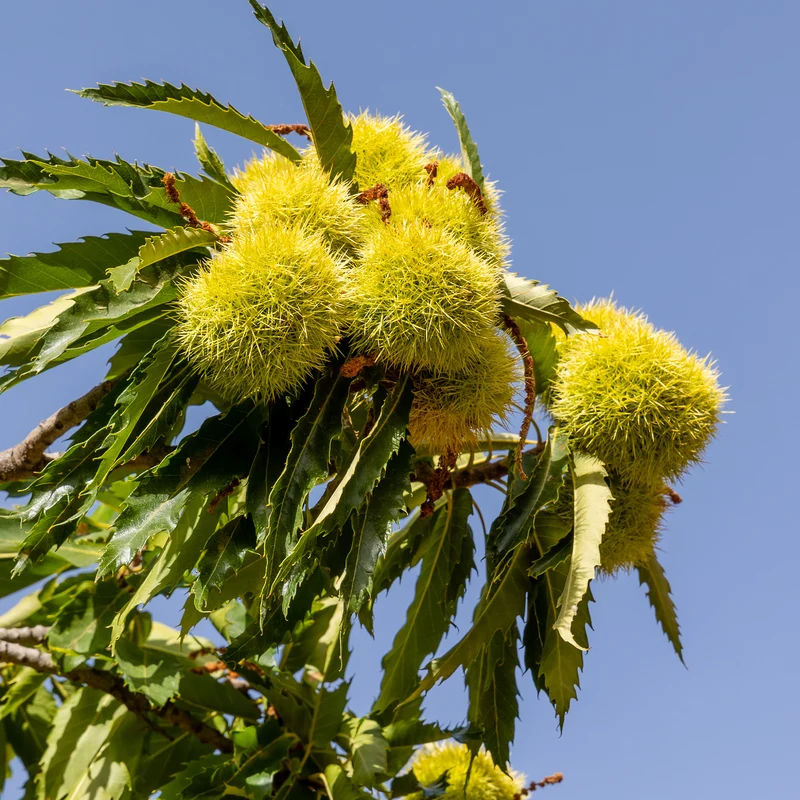 Kastanienbaum Marsol