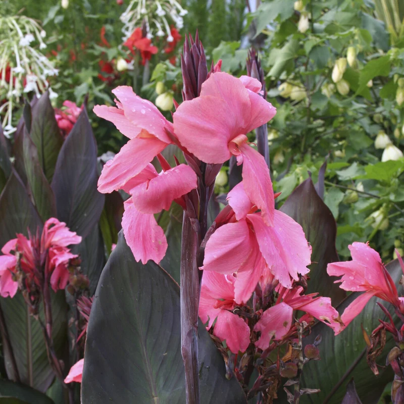 Blumenrohr ‘Pink Futurity’ (x2)