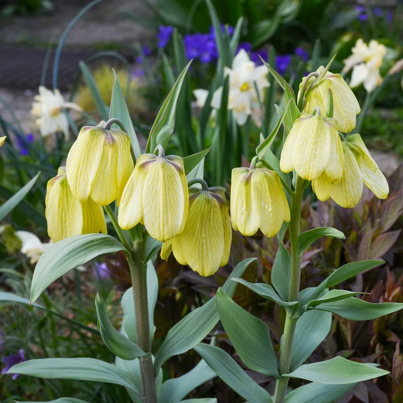 Kaiserkrone pallidiflora (x2)