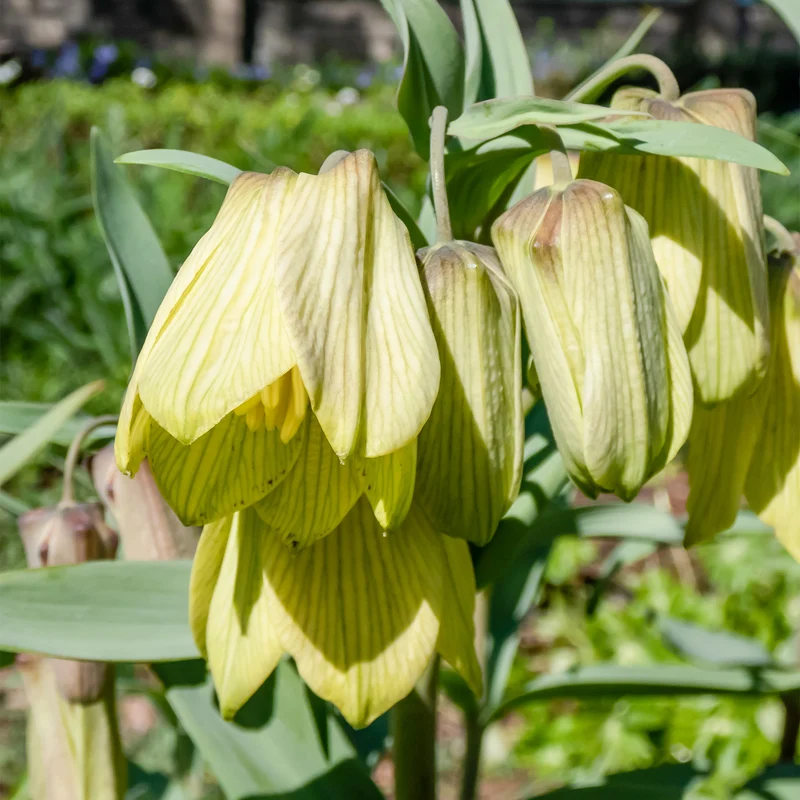 Kaiserkrone pallidiflora (x2)