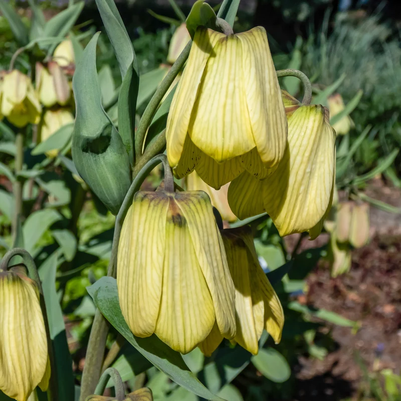 Kaiserkrone pallidiflora (x2)