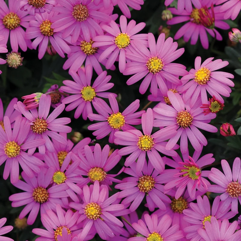 Brachyscome magenta (x3)
