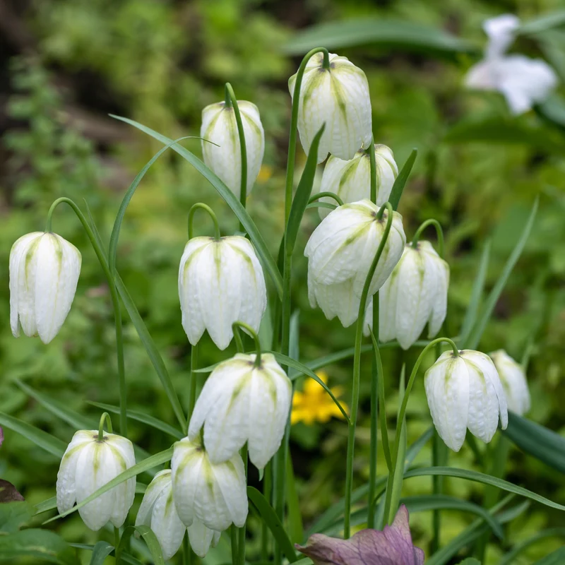 Schachblume 'Unicolor Alba' (x10)