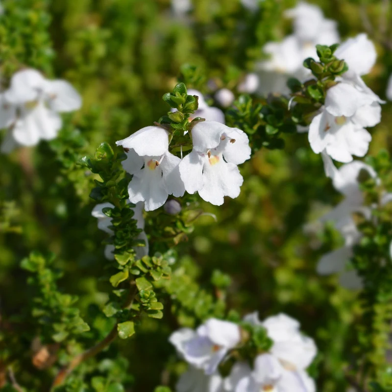 Australische Minze (Prostanthera)