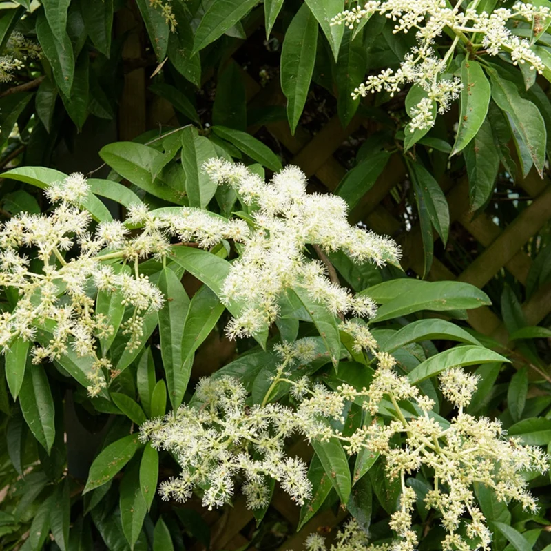 Kletter-Hortensie (Pileostegia)