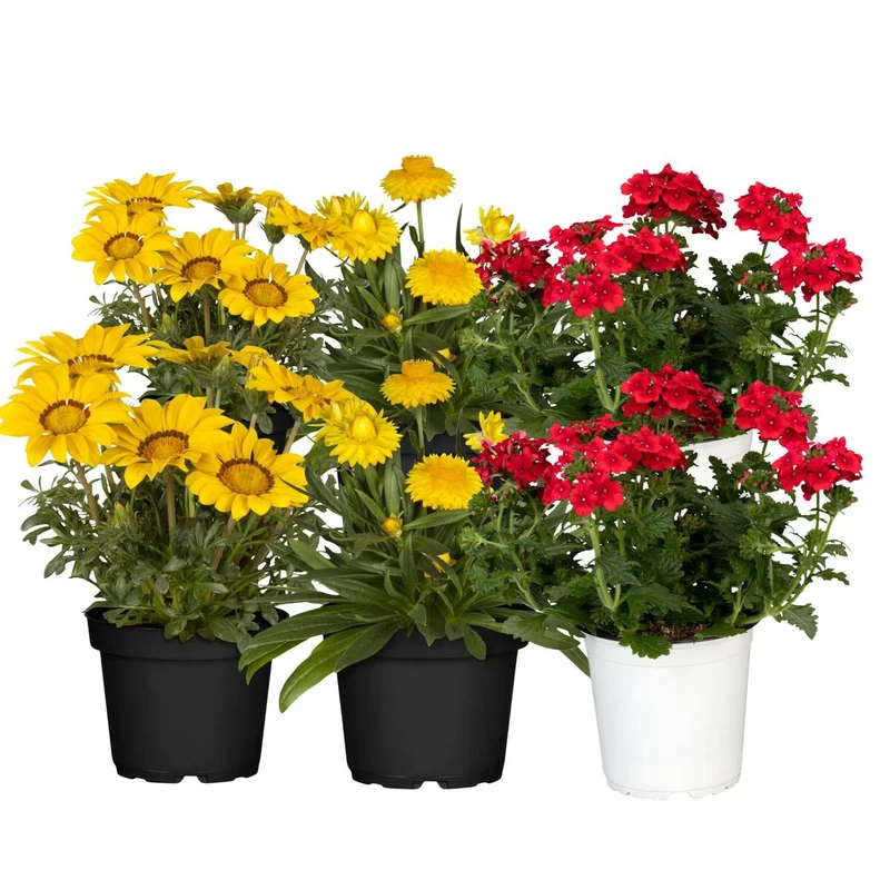 Balkonblumen "Sonnenliebhaber"