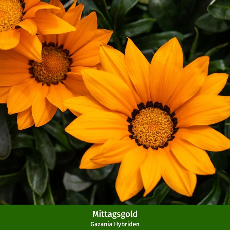 Balkonblumen "Sonnenliebhaber"