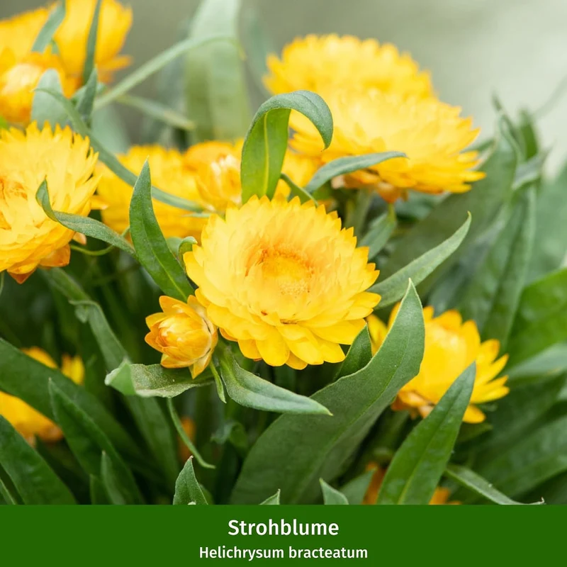 Balkonblumen "Sonnenliebhaber"
