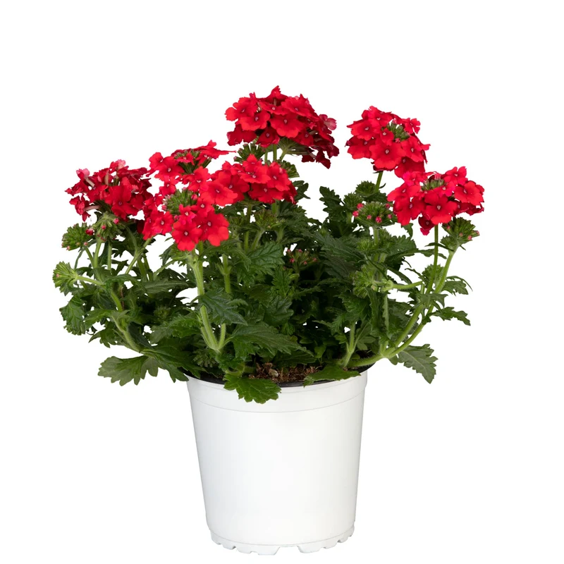 Balkonblumen "Sonnenliebhaber"